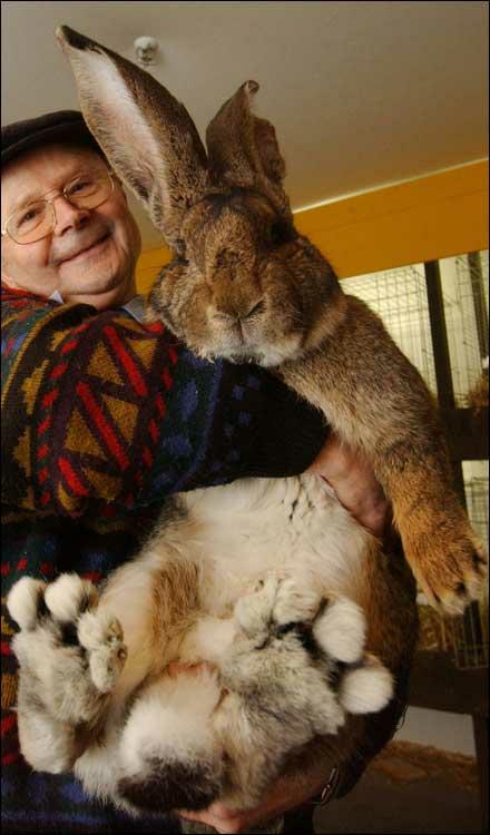 Ben jij 's werelds jongste konijnenraskeurmeesteres?