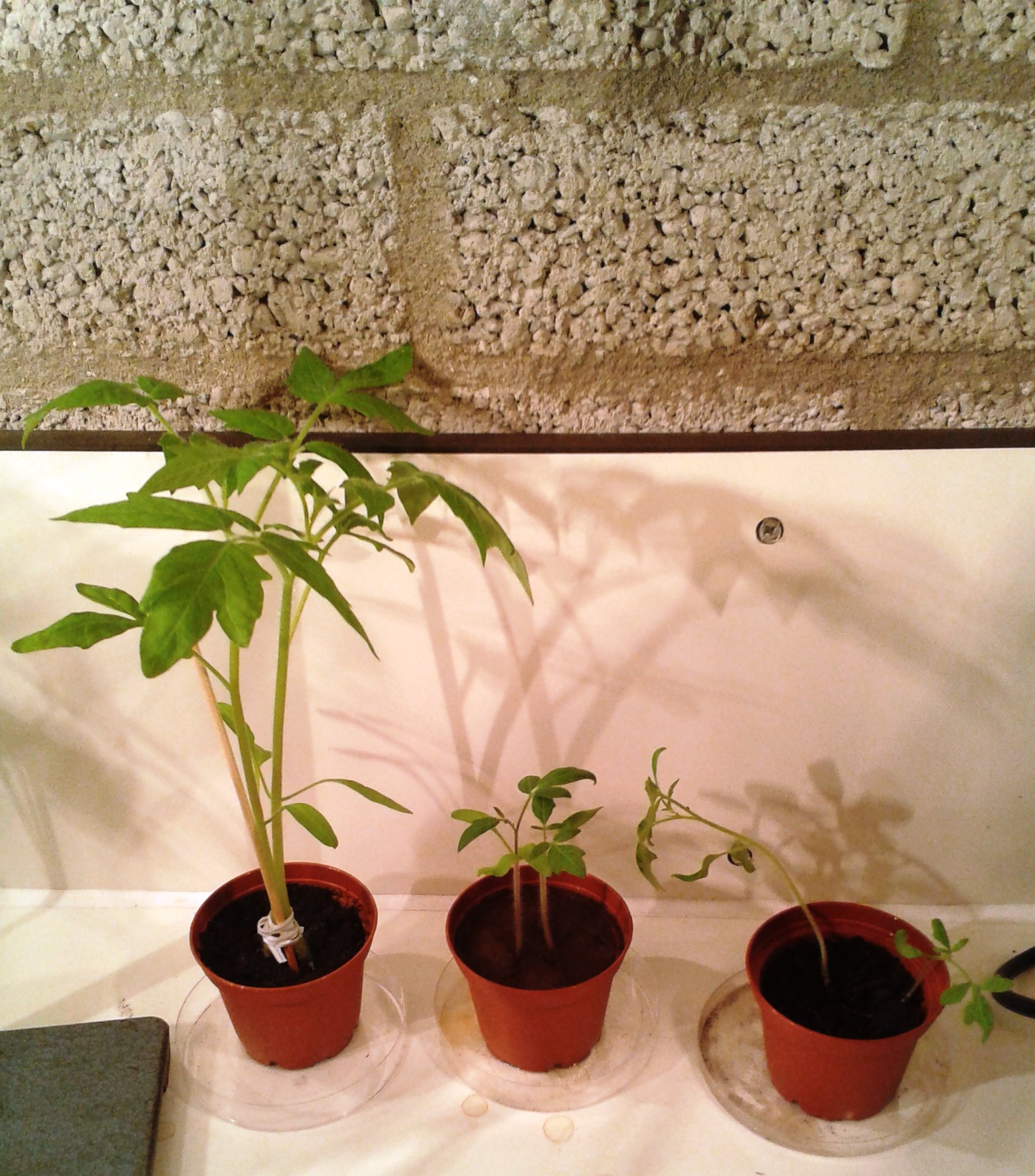 De tomatenplant in potgrond, in marsgrond bij aardse omstandigheden, en marsgrond bij mars-omstandigheden.